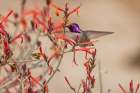 Costas hummingbird feeding on Justicia Californica flowers in Palm Springs, California, USA Art Print
